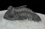 Hollardops Trilobite - Great Eyes #57775-5